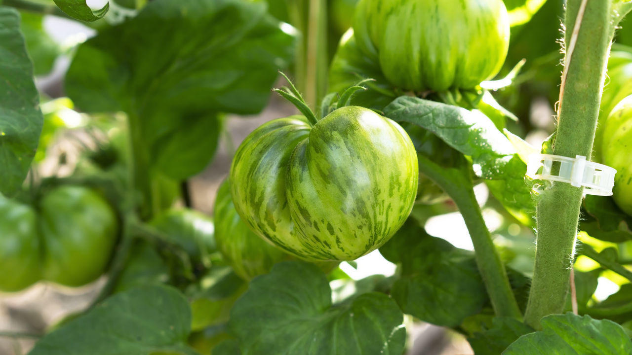 CLOSE-UP OF FRUIT GROWING IN FARM