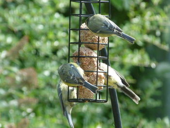 Close-up of bird perching on feeder