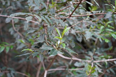 Close-up of plant growing on field