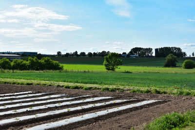 Scenic view of agricultural field against sky