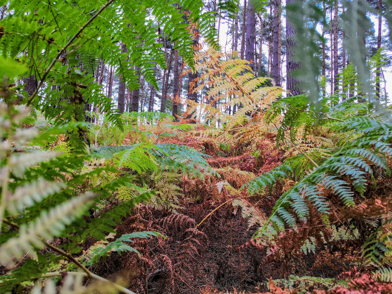 PLANTS GROWING IN FOREST