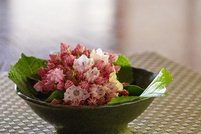 Kalmia in the bowl 