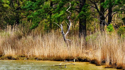 Scenic view of lake in forest