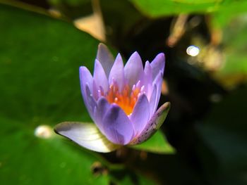 Close-up of purple water lily