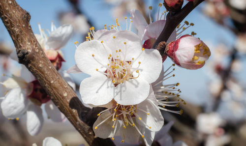 Close-up of white cherry blossom tree