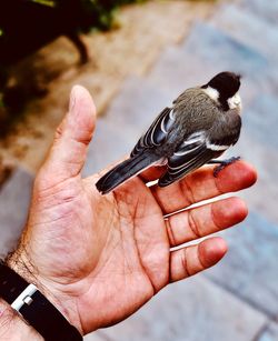 Close-up of hand holding bird