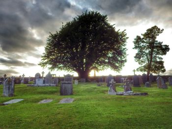 Trees on grassy field against cloudy sky