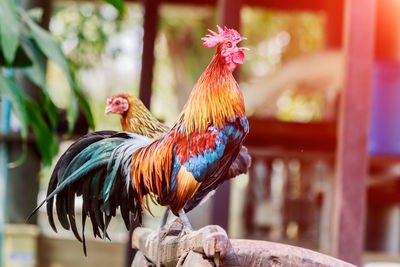 Close-up of rooster