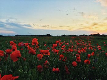 Close-up of red flowers blooming in field