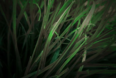 Full frame shot of bamboo plants