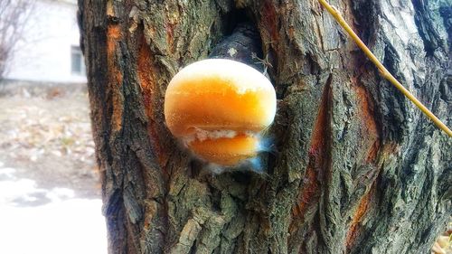 Close-up of tree trunk