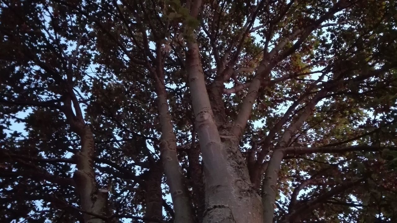LOW ANGLE VIEW OF TREES