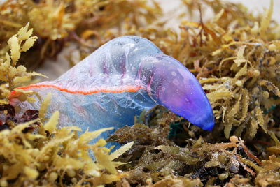 Close-up of fish swimming in sea