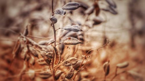 Close-up of dried plant on field