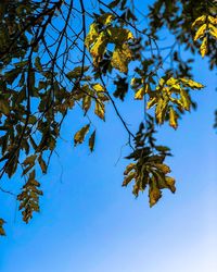 Low angle view of tree against clear blue sky