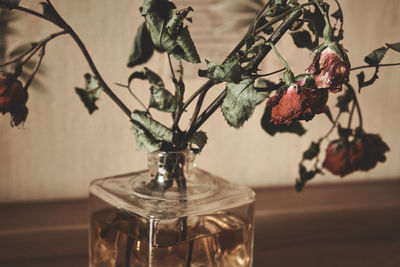 Close-up of flowers in vase