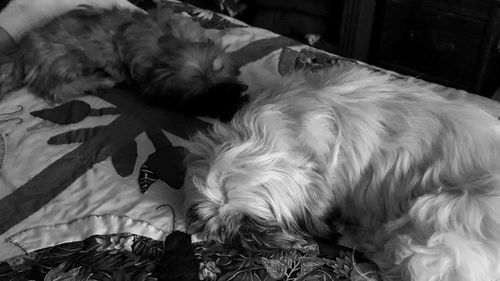 Dog lying down on tiled floor