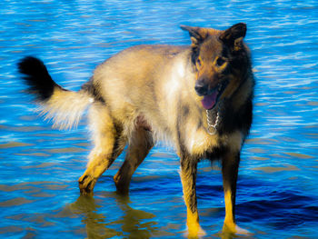 Portrait of dog in lake