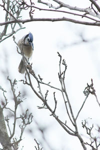 Low angle view of bird perching on branch