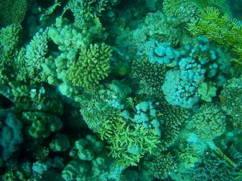 Close-up of coral in sea