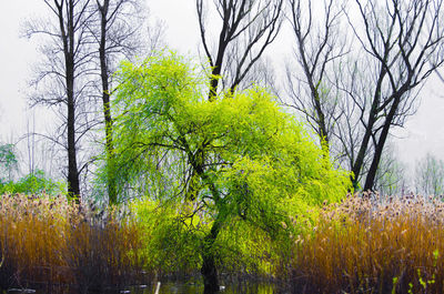 Trees growing in forest