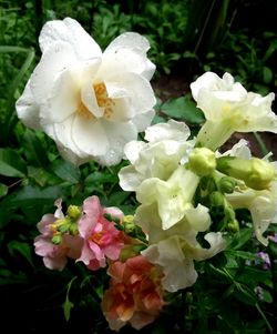 Close-up of white roses blooming outdoors