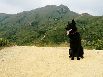Dog sticking out tongue while sitting on sand against mountains