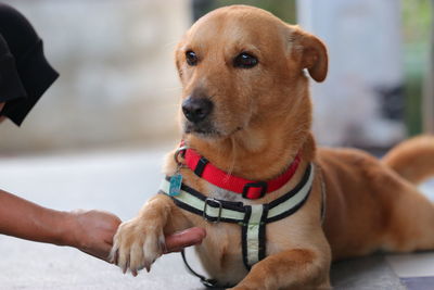 Close-up portrait of dog looking at camera