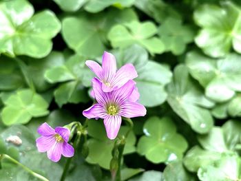 Close-up of purple flowering plant