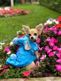 Portrait of a dog on purple flower