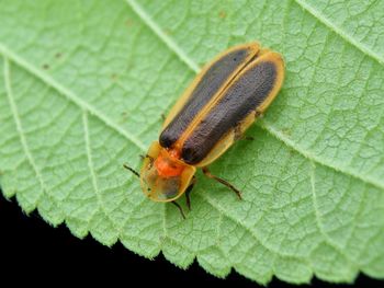 Close-up of insect on leaf