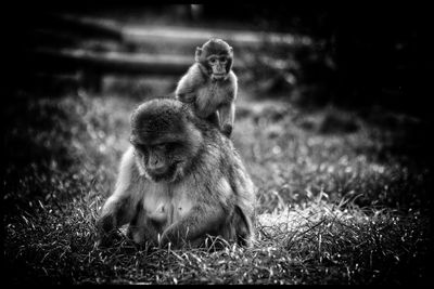 Monkeys sitting on land