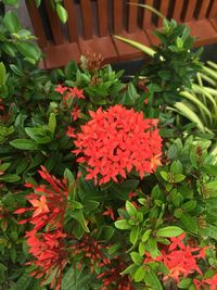 Close-up of red flowers blooming outdoors