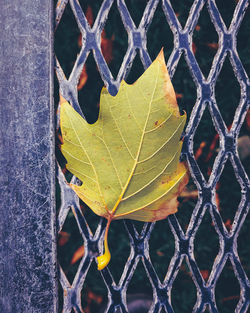 Close-up of maple leaf on metal fence