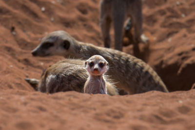Meerkats on sand
