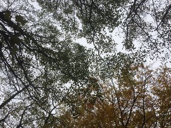 Low angle view of tree against sky