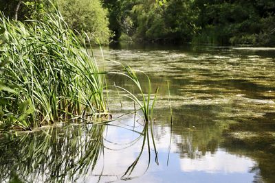 Scenic view of lake with trees reflection