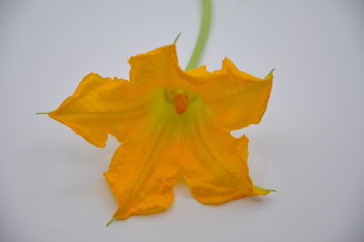 Close-up of yellow flower over white background