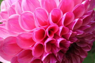 Close-up of pink dahlia