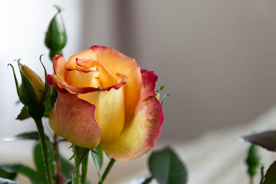 Close-up of rose plant