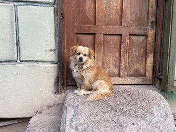 Portrait of dog sitting against door