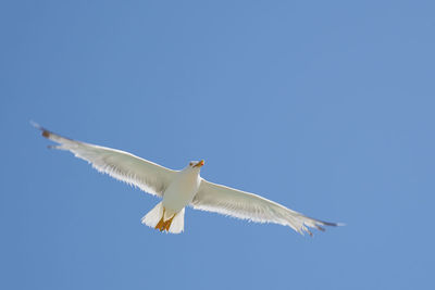 Low angle view of seagull flying in sky