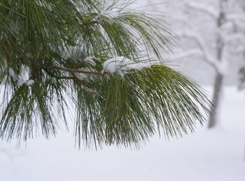 Close-up of pine tree during winter