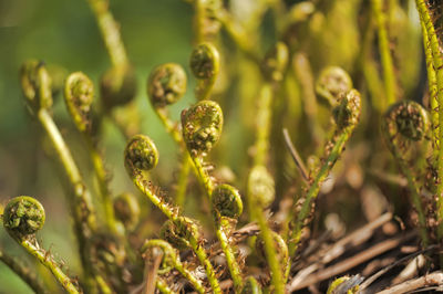 Close-up of flower buds growing in farm