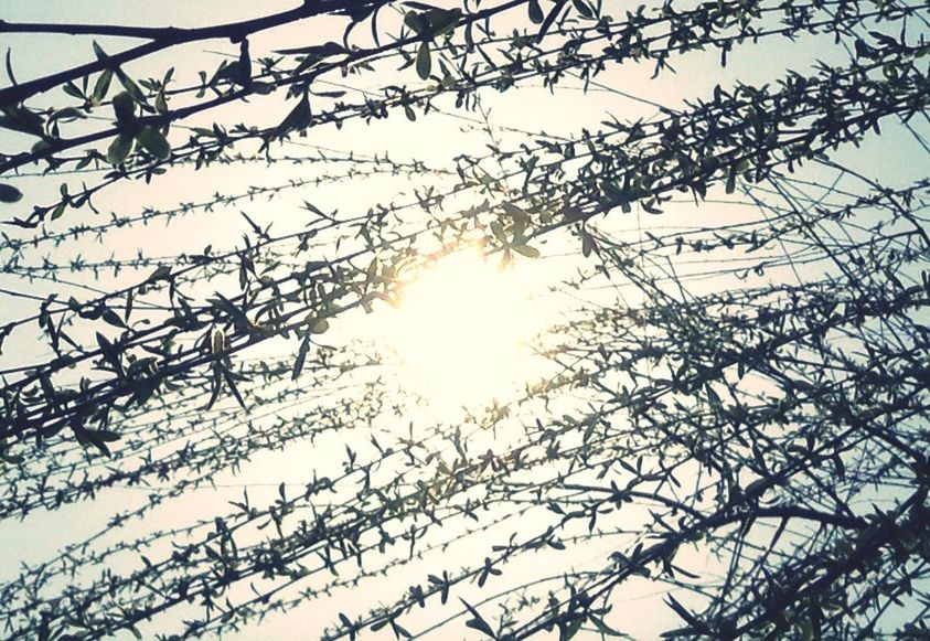 low angle view, sun, sunlight, lens flare, sunbeam, tree, sky, branch, silhouette, clear sky, nature, day, outdoors, bare tree, no people, bright, sunny, growth, backgrounds, back lit