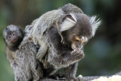 Close-up of little monkeys sitting outdoors