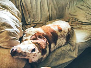 High angle view of dog resting on bed at home