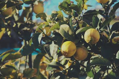 Low angle view of lemons on tree