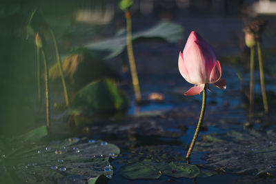 Close-up of lotus water lily in lake