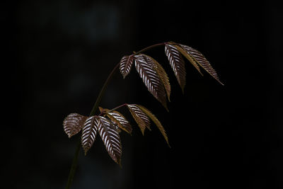 Close-up of wilted plant against black background